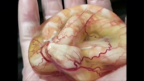 The Insane Biology of: The Platypus