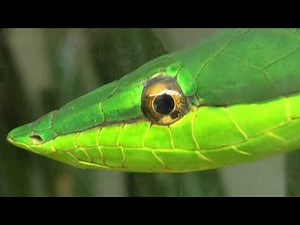 Serpiente conocida como Lora o Voladora