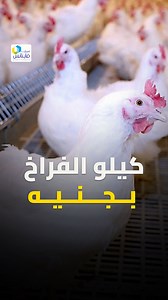 2.7M views · 43K reactions | كيلوا الفراخ بجنيه.. محل فراخ قلب الجيزة.. الحكومة كشفت سر غريب! #سمارات_فاينانس | سمارت فاينانس smart finance | Facebook