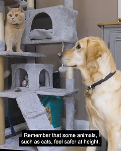 Calling all feline fans! Meet Biscuit, who now lives with rehomed guide dog, Maggie!🐾 With gradual introductions and positive reinforcement, Maggie and Biscuit have learnt to respect each other's boundaries and designated safe spaces. As a result, they've formed a purrfect relationship. Set yourself up for success when introducing your new dog to your existing pets, such as cats like Biscuit, with our latest tips: https://bit.ly/4i1CnmG [Visual description: Video shows rehomed yellow Labrador g