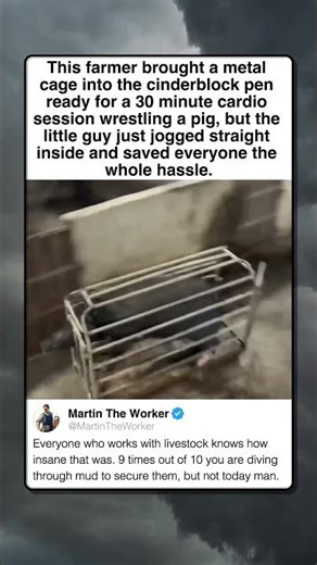 THE EASIEST LIVESTOCK CATCH IN HISTORY