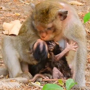 Breaking Heart Scene Shows Baby Monkey Calvin Alone, Weak, and Rejected by His Own Mother | Clip Monkey