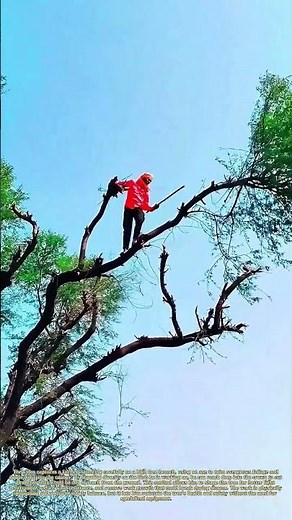 Pruning From Above: How Farmers Maintain Trees Without Ladders