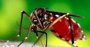 CDC warns infections from mosquitoes, ticks have tripled in recent years