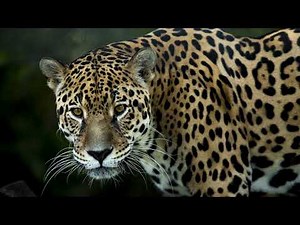JAGUAR - Sound Effect (HD)
