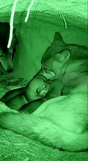 Wolf Pups First Night in the Den!