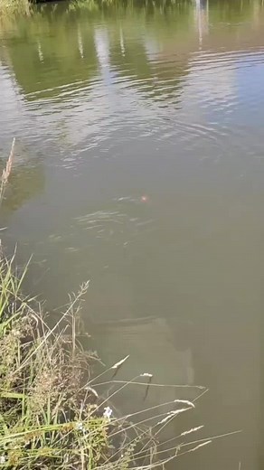 Discover Small Fish Species in Calm Waters