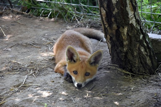 Jesienna akcja szczepienia lisów. Będą zrzucać szczepionki z samolotów.  Wojewódzki Lekarz Weterynarii ostrzega