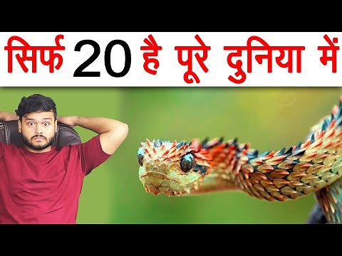 Sirf 20 Hai Pure Duniya Me - दुनिया के सबसे Rare साँप - Snakes & Various Random Facts - FactTechz