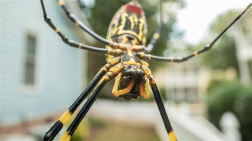 'It's not a matter of if, but when we'll start to see the Joro spider' | Study shows urban areas in NC likely to attract the giant spiders