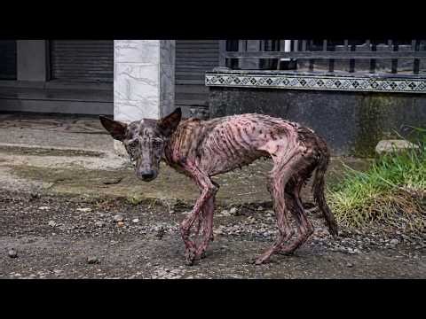 Starving, Broken Puppy Left to Die—His Cry for Help Turned Into a Miracle of Love!!