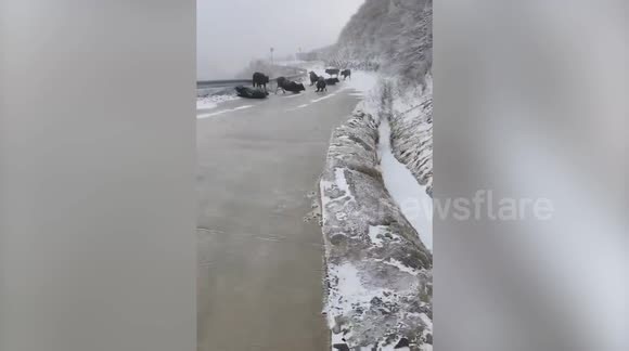 Herd of cows repeatedly slip down frozen slope