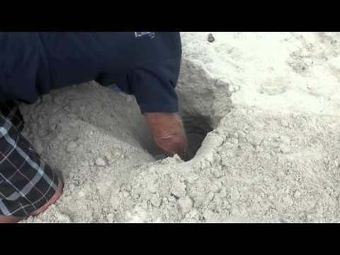 Kailua Beach Crab Hunt Hawaii