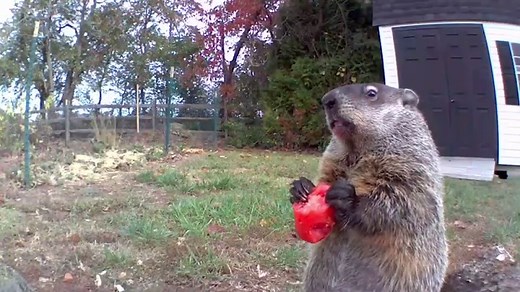 Do Groundhogs Eat Tomatoes? ( 9 Ways to Keep Them Out of the Garden)