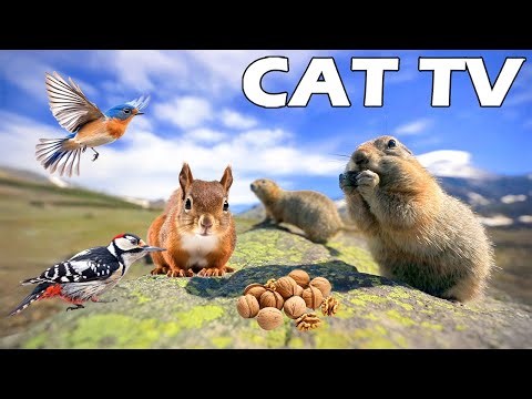 [IF YOUR CATS ARE HOME ALONE] Funny Squirrel & Bird For Cat To Enjoy 😻🦜 4K HDR CAT TV Relax Your Cat