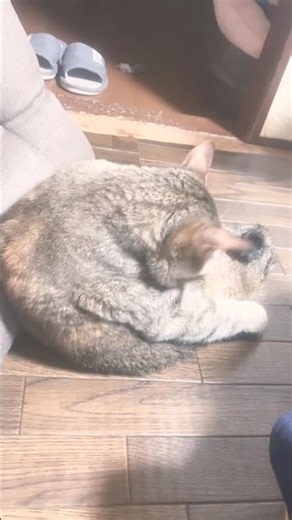 【保護猫】キジネコたまこさんの毛繕い🐈✨