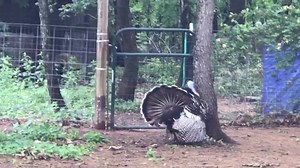 19K views · 929 reactions | The making of a turkey vulture? 藍 | Wild Heart Ranch | Facebook