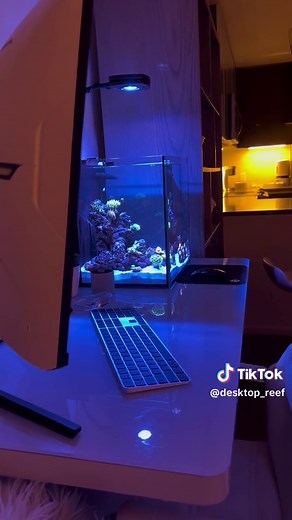 D E S K T O P R E E F on TikTok