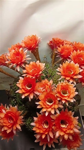 Breathtaking Cactus Bloom! You Won't Believe This Beautiful Flower 🌸