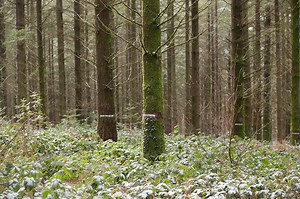 Quel rôle joue la forêt dans la séquestration de carbone ?