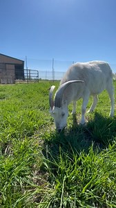 ASMR Goat Grazing! 🐐🌾 Did you know that goats possess a remarkable talent for digesting tough and fibrous plants? Their specialized digestive system enables them to break down and extract valuable nutrients from even the most challenging vegetation. So, when you hear the soothing sound of a goat munching on crunchy leaves or chewy grass, it’s a testament to their incredible digestive capabilities! 💚 #ASMR #plantlife #FarmSanctuaryLife #farmaste #plants #animalrescue #mnfarm #grazing | Farmast