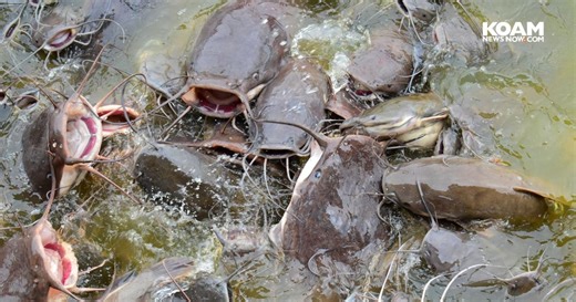 MO Department of Conservation offers two day catfishing program