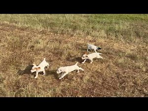 AKC FIELD BRED ENGLISH COCKER SPANIEL PUPPIES