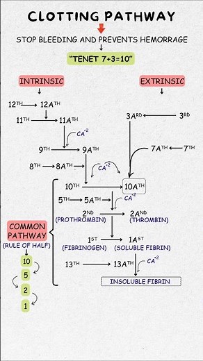Clotting Cascade Made Easy | Best Trick to Remember Coagulation Pathway