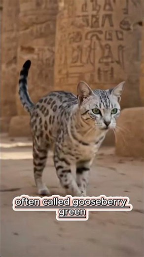 The Rare Egyptian Mau Cat Will Surprise You! 🤯🐾 #animals #cat #egyptianmaucat #shorts #shortvideo