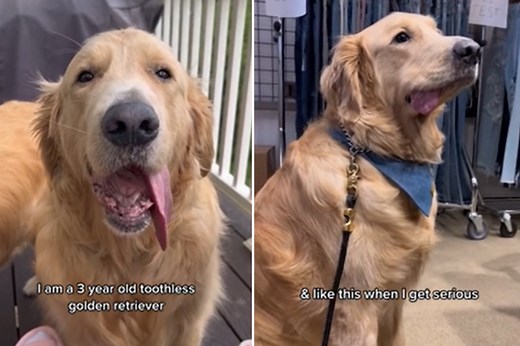 Internet Loving Toothless Golden Retriever Whose Tongue Always Hangs Out