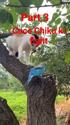 Coco aur Chiku ki fight # very funny video