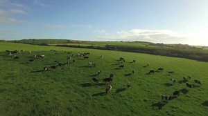 Cows in the countryside | Premium Stock Video Footage
