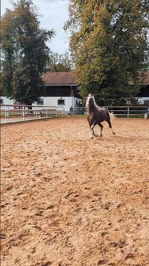 Impressive Draft Horse Stallion! 😍 #drafthorse #stallion #wow