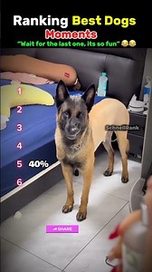 Try not to laugh moments | Dogs being idiots Part 49 🐶🤞 #shorts