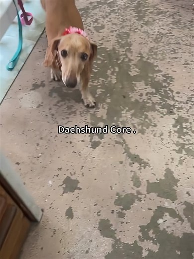 Dog❤️#dog #tiktok #fyp | dog video