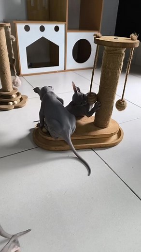 2.4K views · 165 reactions | Mes bébés heureux  #passion #sphynx #amour #elevage #chatlover #famille #sphynxcat #sphynxkittensofinstagram #chatonsphynxcat #chat #chatonmignon #chatonsphynx #lamoredisphynx #sphynxkitten #sphynxkittens #elevagefelin #sphynxlove #france #chaton #sphynxs #gattisphynx #sphynxitalia #sphynxlife #sphynxbelgium #sphynxsuisse #sphynxbreeder #sphynxtagram #sphynxcatsruletheworld #sphynx_cat_lovers #sphynxfamily | Lbk Elisabeth Chatterie | Facebook