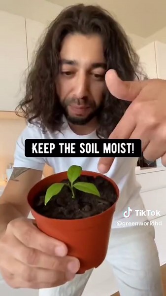 How to Grow a Lemon Tree from Seed: A Step-by-Step Guide