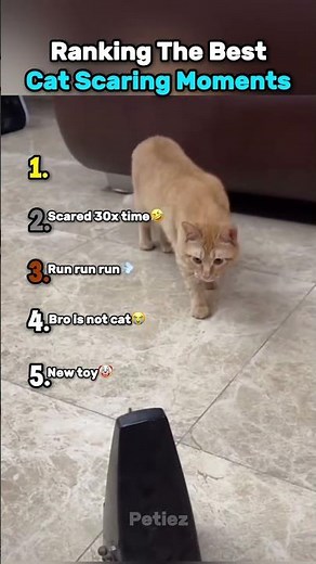 Ranking The Best Cat Scaring Moments😂🙀