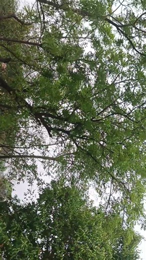 Mai tere ishq me #trending #comedy #viral #funny #foryou #love #viralposts #instatrending