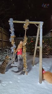 25K views · 217 reactions | HOW is this even real?? I’m screaming  #christmas #Cutecat #Funny #CrazyCatMoments #CatMeme | NextGen Visuals Sr | Facebook