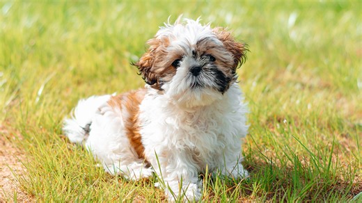 These adorable dog breeds are more anxious than you think