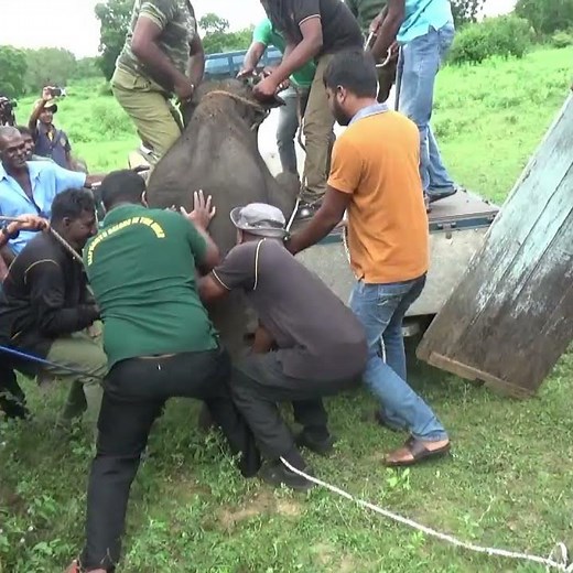 Baby Elephant Rescued from the Forest and Taken for Treatment