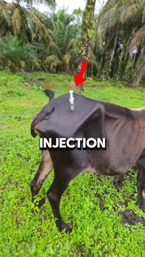 They Slap Before Injecting ! #shrots