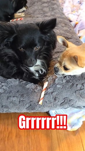 growling dogs #shorts #funny #dog #youtubeshorts