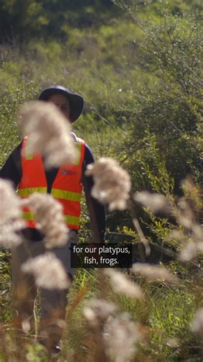Have you heard it? 👂🐸 That deep ‘growl’ echoing along Merri Creek means the Growling Grass Frogs are back! After carefully restoring this wetland, we’re seeing the return of frogs, fish, and countless other species. When we care for our waterways, we can live alongside nature even in our city. | Melbourne Water