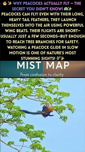 peacock flight secrets 🦚 | the surprising truth about how peacocks fly ✨ | amazing nature fact