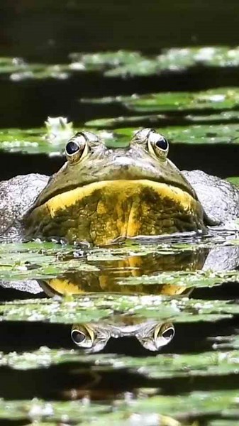 Bullfrogs Take no Bull!