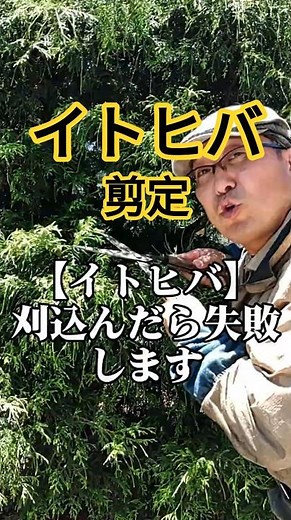 刈込まないで！【イトヒバの剪定】