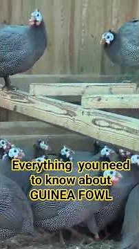 Everything you need to know about GUINEA FOWL