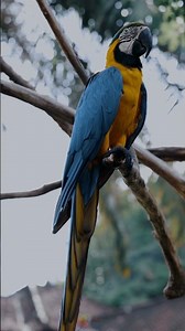 🌈🦜A Dance of Colors | Playful Parrot on a Tree Branch